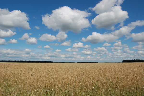 Курганская природа Курганской области