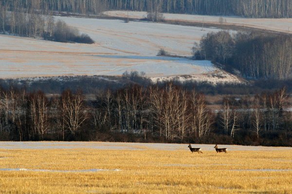 Природа Зауралья Курганская область