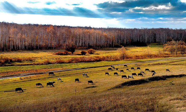 Природа Курганской области