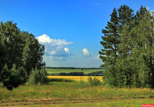 Поля Курганской области