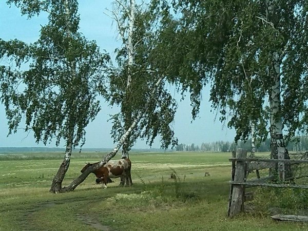 Озеро Тобол Курганская область