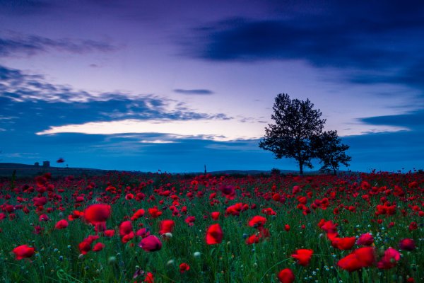 Болгария природа поля