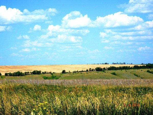 Донецкие степи Ростовская область