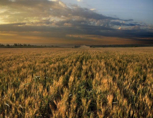 Донбасс степь Терриконы