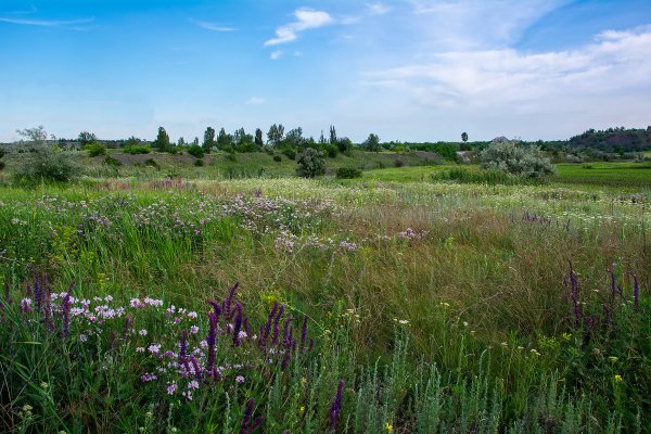 Донбасские степи