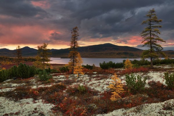 Лес Магаданская область тундра