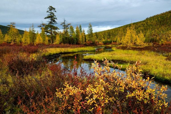 Тайга Колыма