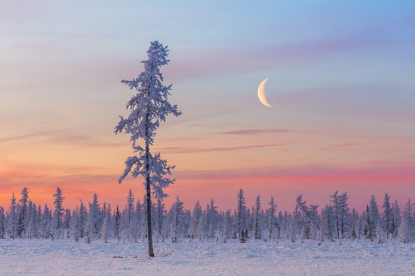 Ямало-Ненецкий автономный округ тундра