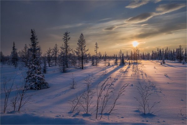Зима Кандалакша лесотундра