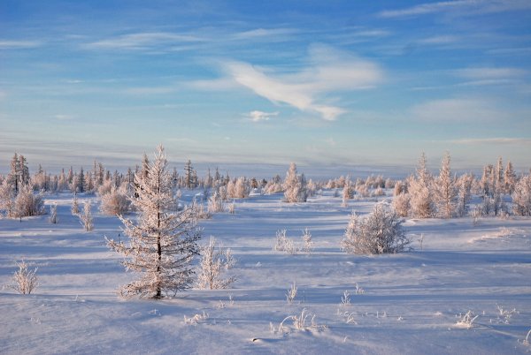 Новый Уренгой тундра зима