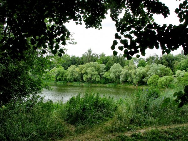 Нерехта Золотая осень Нерехта