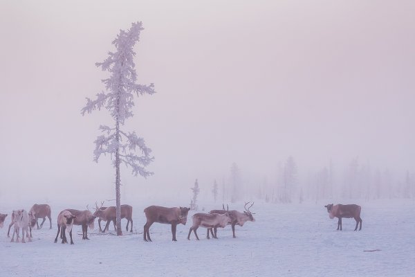 Зима Ямал фотограф Кирилл Уютнов