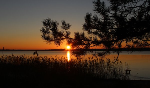 Лес Осташков Селигер