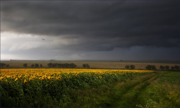 Картина предгрозовое поле
