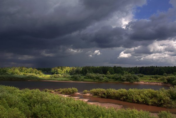 Сосновый лес и поле
