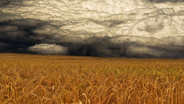 Гроза в поле