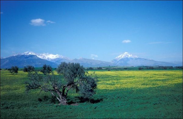 Леса атлас Алжир