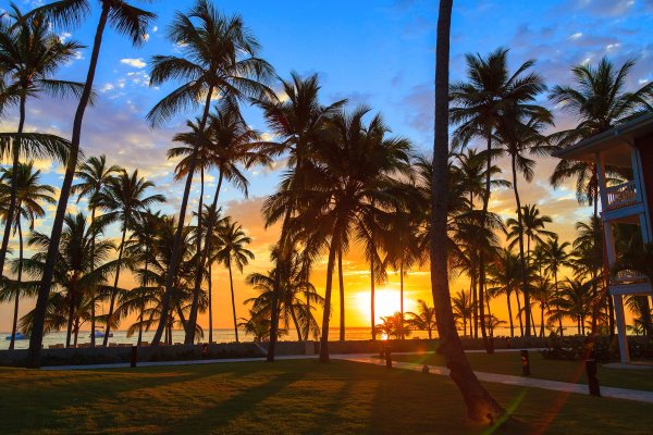 Майами Бич пальмы