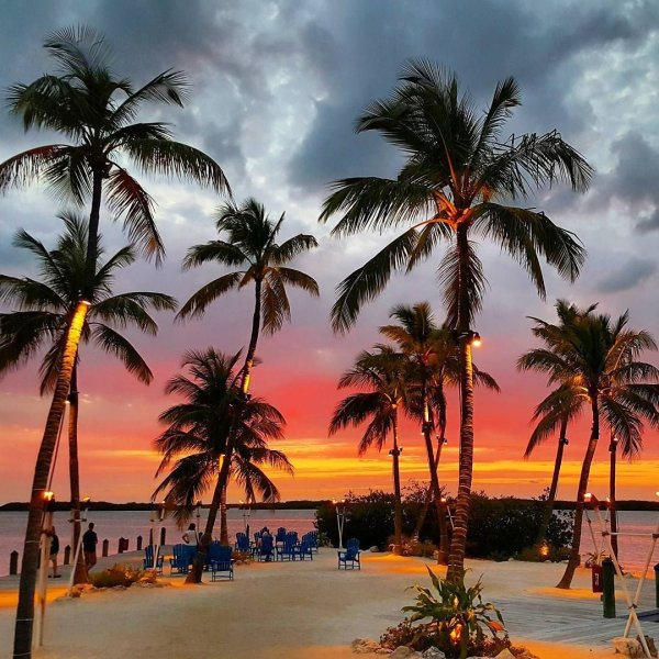 Майами Флорида пальмы