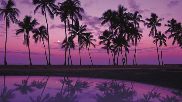 Пальмы на закате