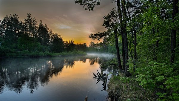 Мещерский лес Рязань