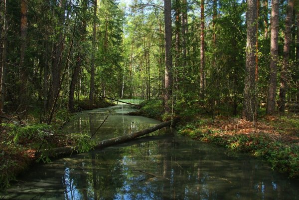Солотча Рязань лес