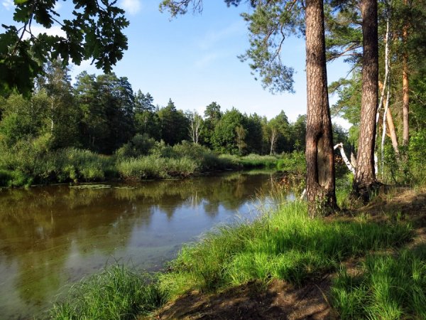 Парк Мещера во Владимирской области