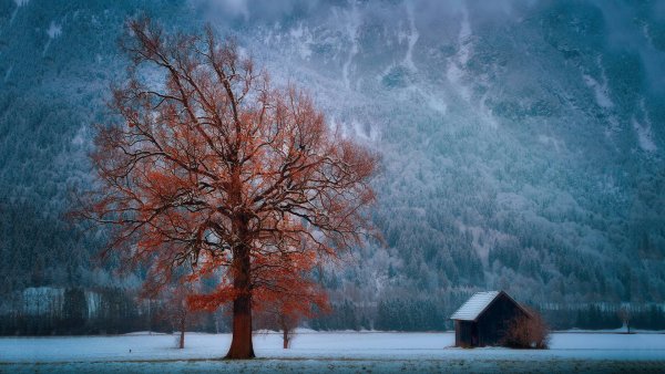 Симметричная композиция в природе