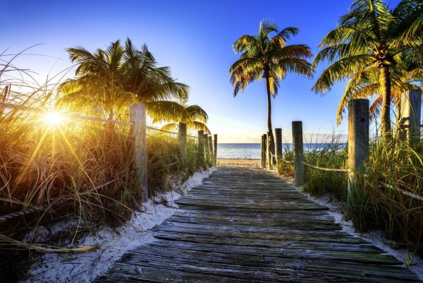 Флорида тропики