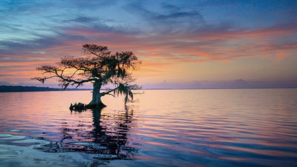 Озеро голубой Кипарис Флорида