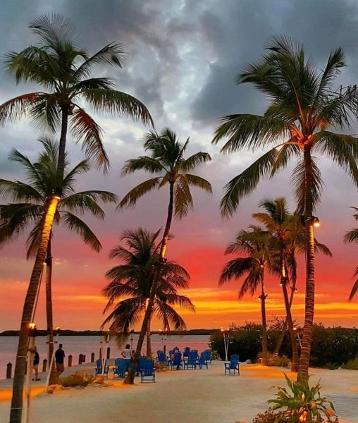 Майами Флорида пальмы