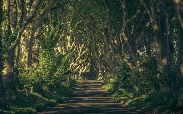 Шервудский лес Хоббит