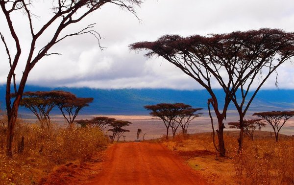 Танзания Занзибар природа