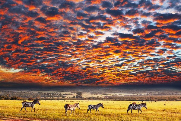 Танзания парк сверху