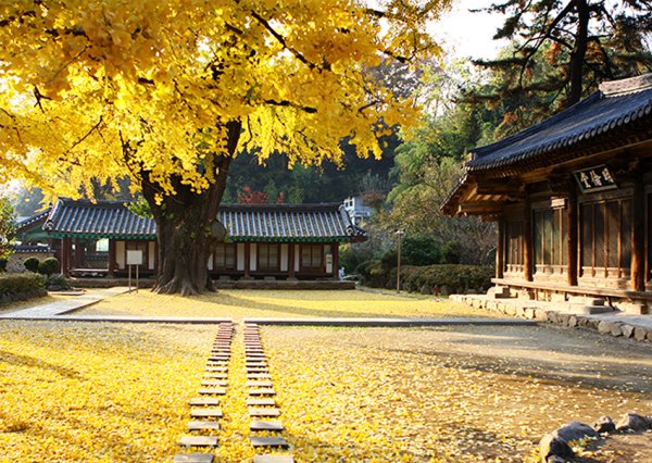 Южная Корея клены