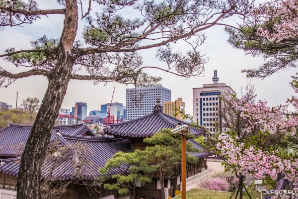 Корея черри блоссом