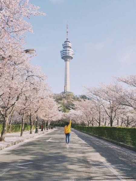 Сеул Южная Корея Cherry Blossom