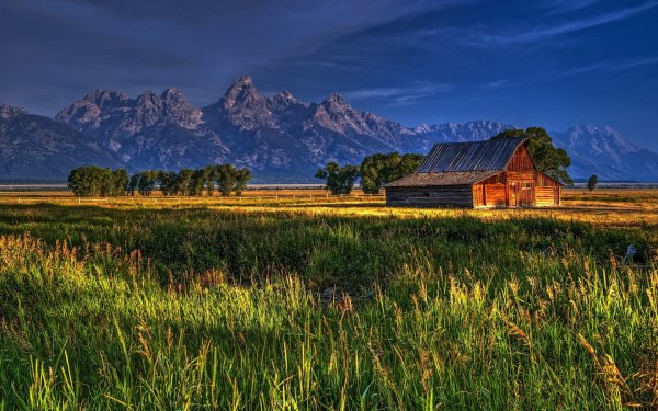 Люпины на озере Текапо новая Зеландия