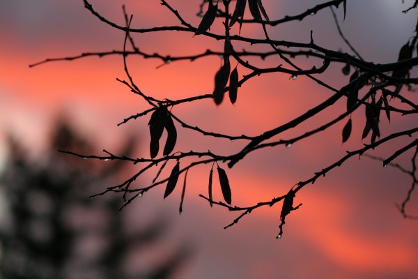 Ветви закат