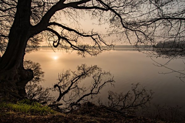 Ветви над озером