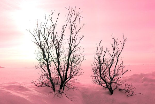 Зимние деревья