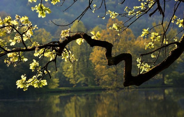 Красивые ветви деревьев