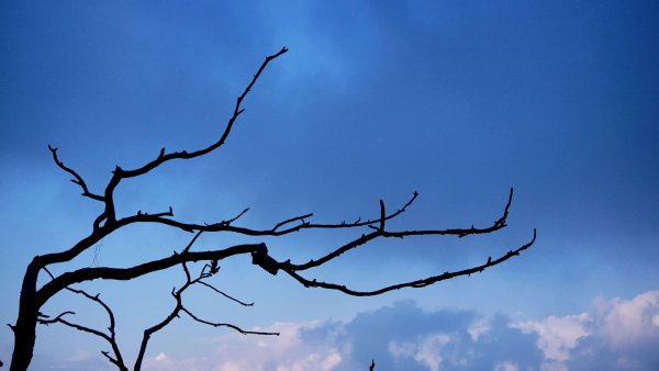 Ветка дерева