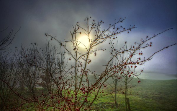 Пейзаж ветка