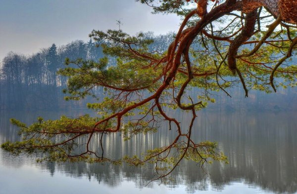 Дерево над озером