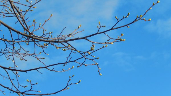 Весеннее небо