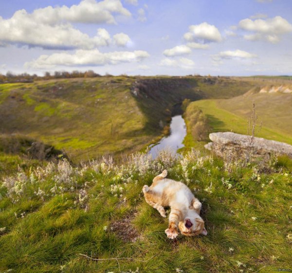 Пейзаж юмор