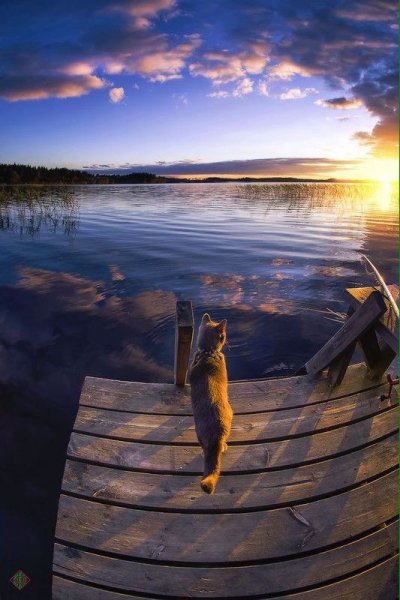 Пейзаж с котом