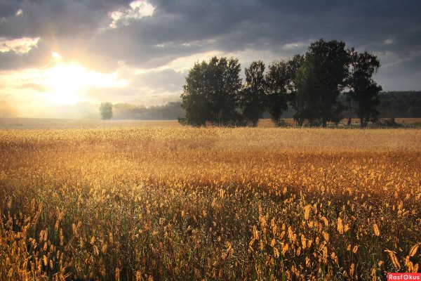 Августовское поле