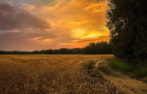 Август вечер природа